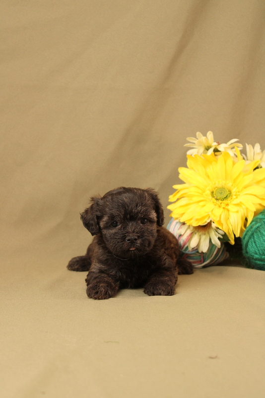 puppy, for, sale, Maltipoo, Matthew B. Stoltzfus, dog, breeder, Gap, PA, dog-breeder, puppy-for-sale, forsale, nearby, find, puppyfind, locator, puppylocator, aca